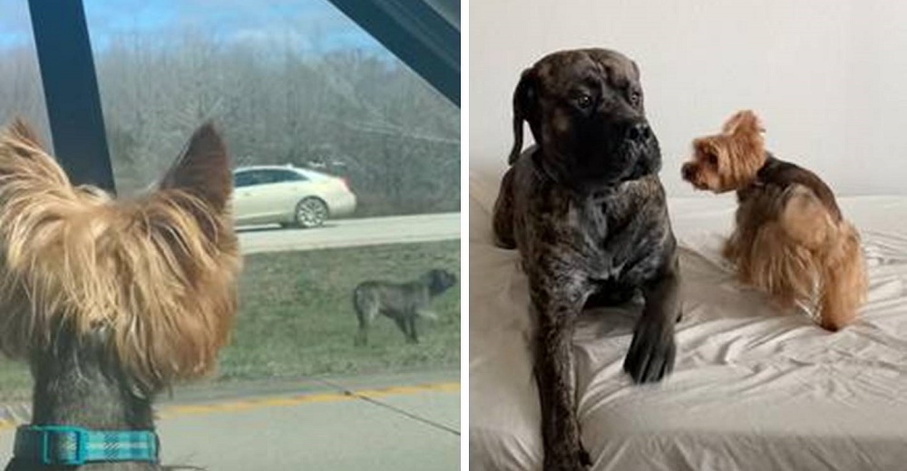 Pequeño yorkie comienza a ladrar cuando ve a un perro gigante abandonado en media carretera