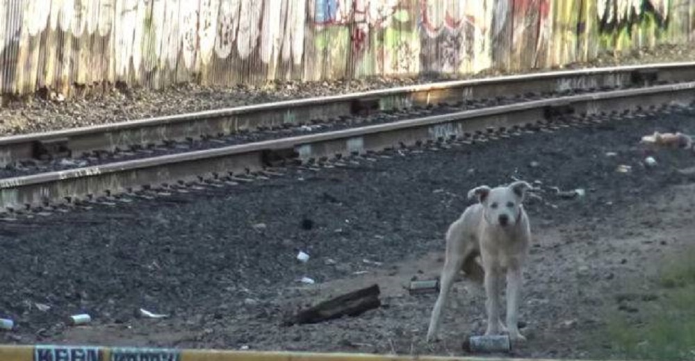 La maravillosa transformación de un perrito rescatado de un terrorífico pueblo fantasma