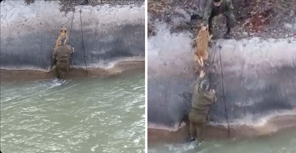 Graban la lucha de los policías para salvar a un perrito que era arrastrado por la corriente