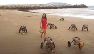 18 perritos discapacitados conocen la playa gracias a la infinita bondad de una mujer