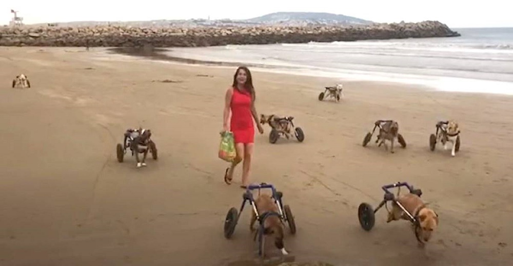 18 perritos discapacitados conocen la playa gracias a la infinita bondad de una mujer