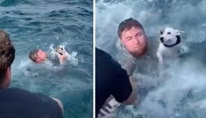Navegantes se encuentran con un perrito luchando por su vida en medio océano