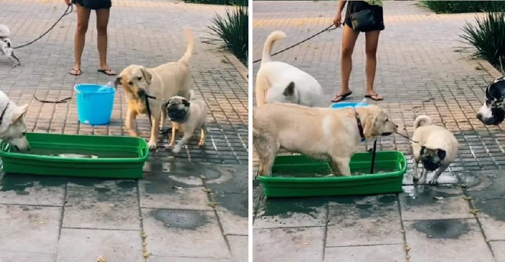 Perrito obliga a otros peludos a meterse en su tina, cree que lo disfrutarán tanto como él