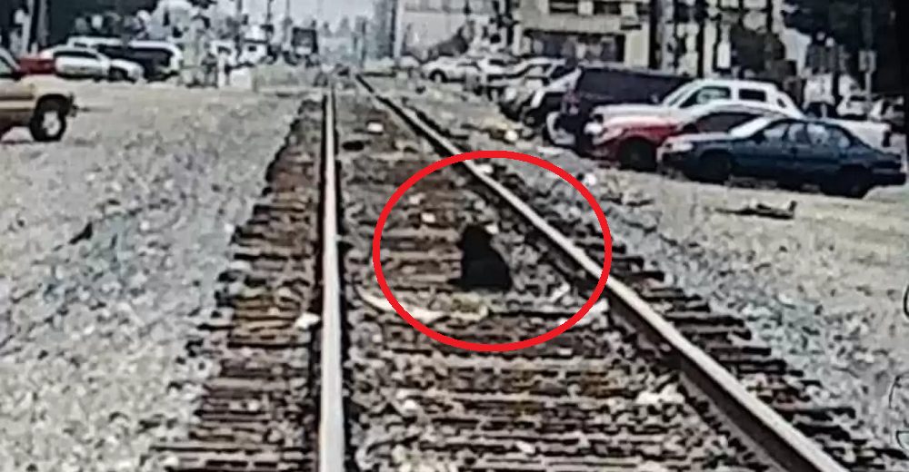 Le devuelven la esperanza al perrito que pasó días esperando a su familia en las vías del tren