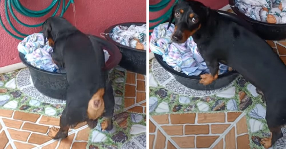 Perrito es descubierto ayudando con sus patitas en las tareas del hogar – «El más considerado»