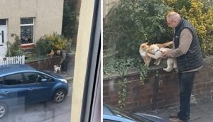 Mujer mira por la ventana y ve a un hombre ayudando a su perro a limar asperezas con un gato