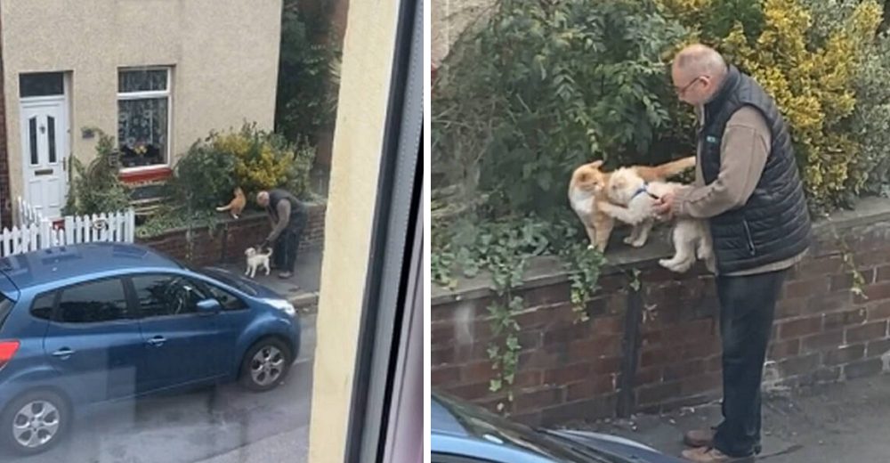 Mujer mira por la ventana y ve a un hombre ayudando a su perro a limar asperezas con un gato