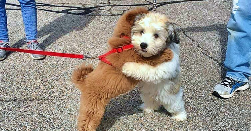 Cachorros mejores amigos no pueden evitar abrazarse fuertemente cada vez que se ven
