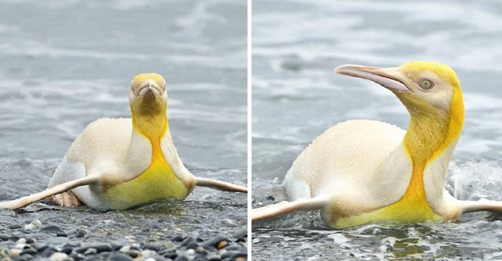 Raro pingüino amarillo que parece bañado en oro es visto por primera vez