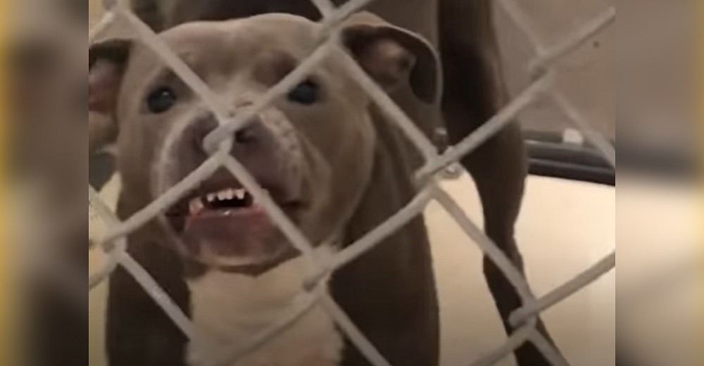 Pitbull gruñón que no podía ser adoptado conoce a una mujer y ella lo convierte en su misión