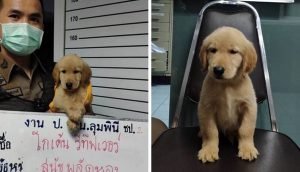 Policía “acusa” a un perrito y lo “condenan” dándole mucho cariño