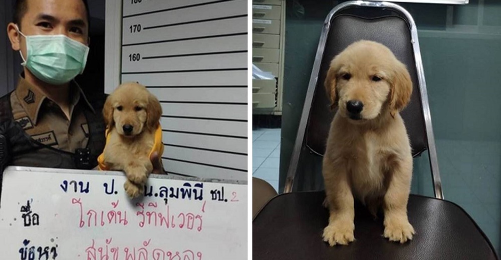 Policía “acusa” a un perrito y lo “condenan” dándole mucho cariño