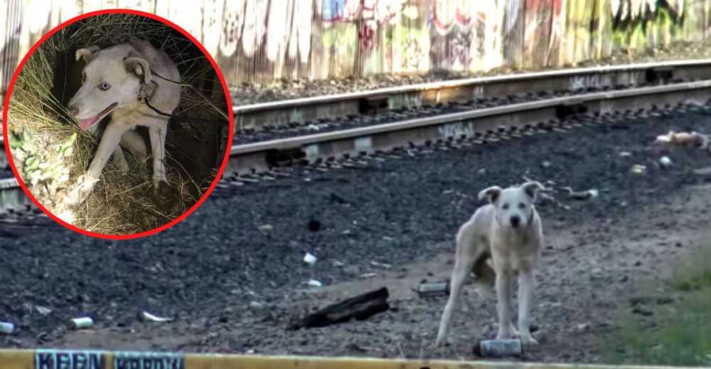 Rescatan al solitario perrito de ojos azules que se escondía en un pueblo fantasma