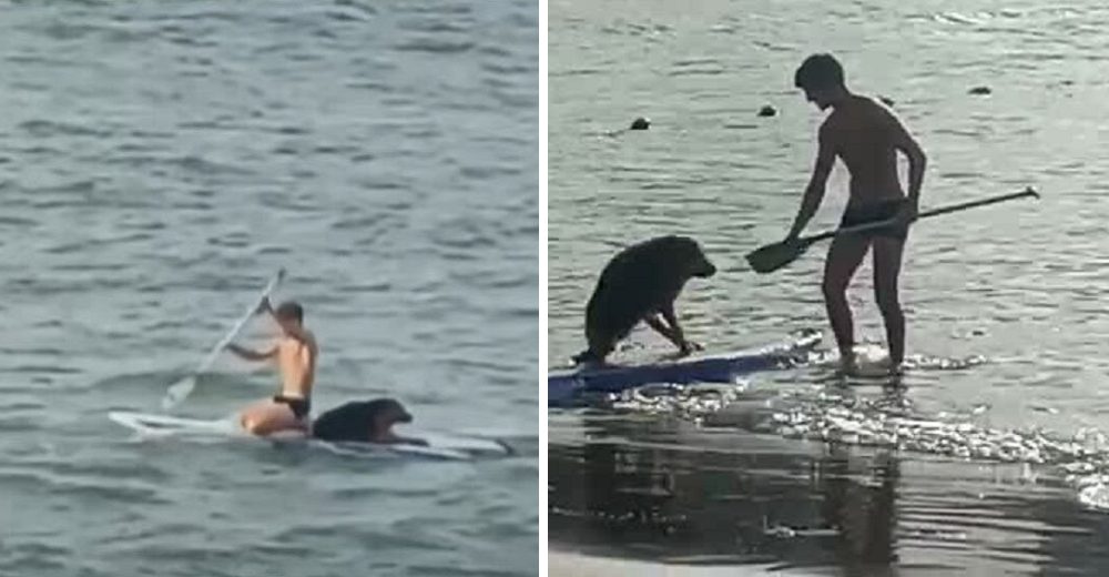 Perrito guía es rescatado por un surfista que se sacó la ropa para saltar al agua helada