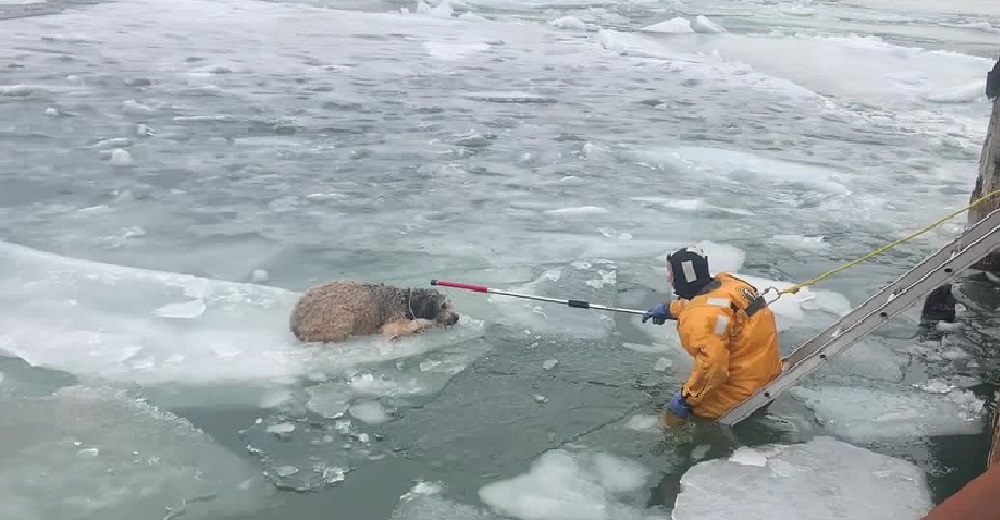 Perrita tiembla de frío y miedo mientras un bombero se tambalea sobre el hielo para salvarla