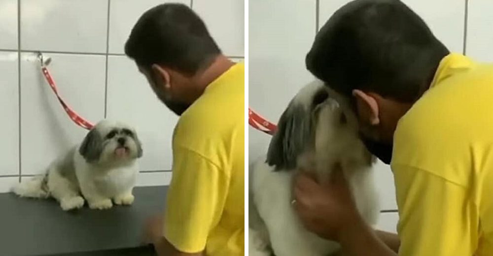 Graban al perrito caprichoso que solo deja que su peluquero favorito lo bañe, gruñe a los demás