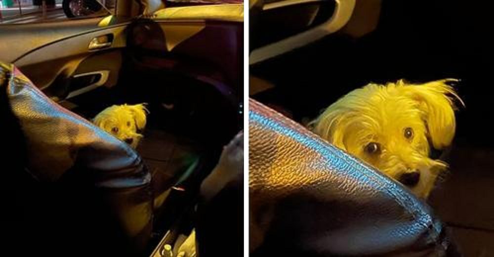 Perrito se sube cada noche al coche para acompañar a su humano que trabaja como taxista