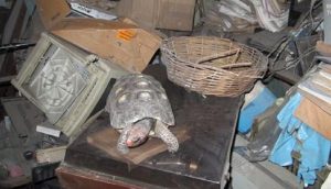 Tortuga mascota que se perdió hace 30 años aparece viva y perfecta entre el desorden de un ático