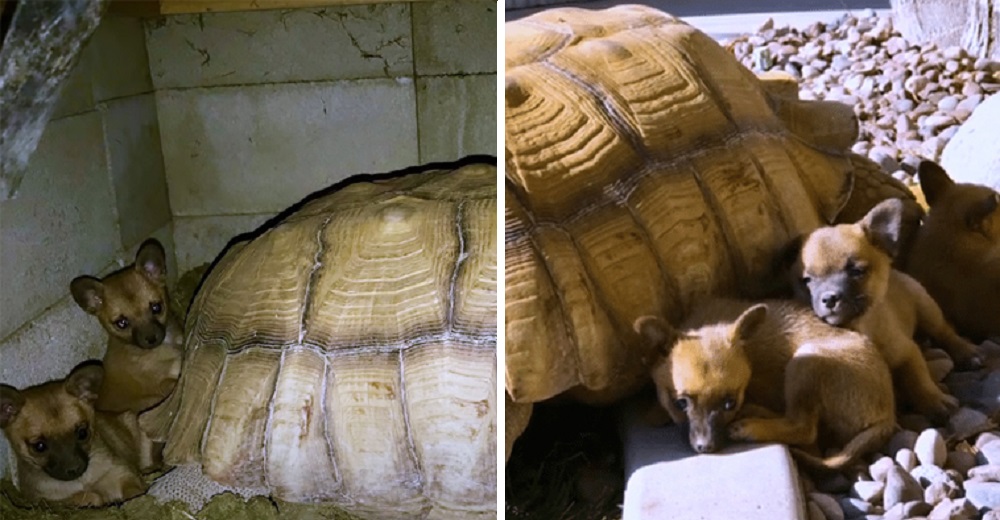 Cachorritos abandonados encuentran el amor de madre en una tortuga gigante