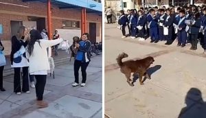 Escuela condecora a un perrito callejero por convertirse en el ángel guardián de todos los niños