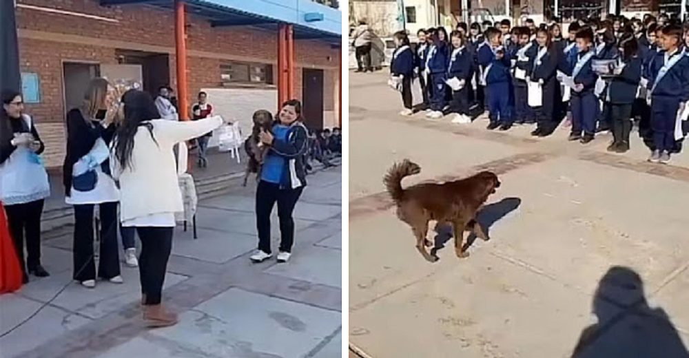 Escuela condecora a un perrito callejero por convertirse en el ángel guardián de todos los niños