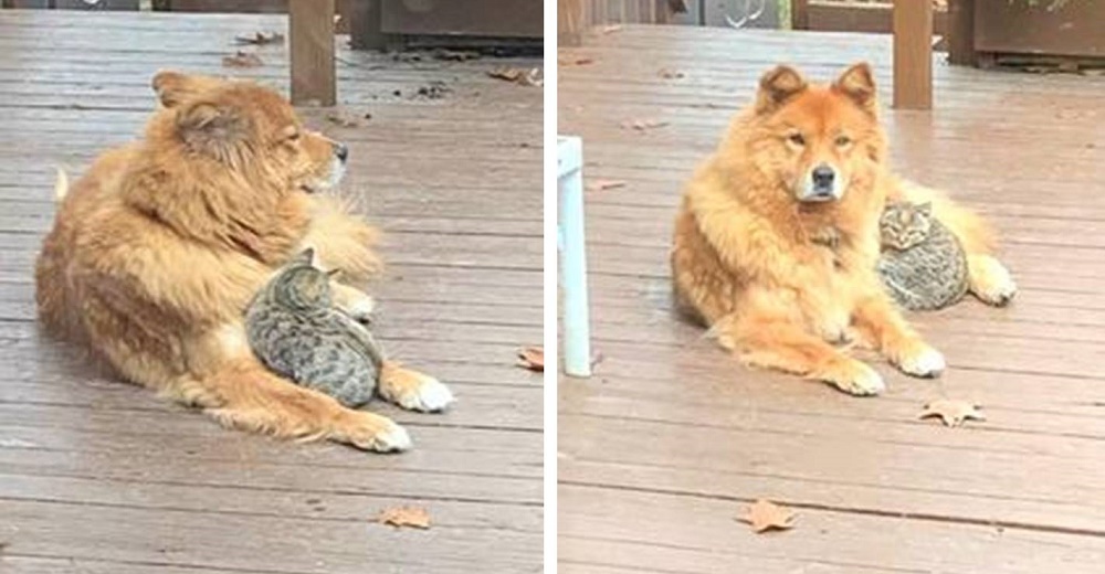 Familia se asoma por la ventana y ve a su perrita calentando a un gatito callejero