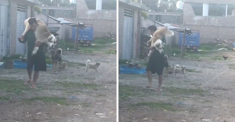 Lo graban cargando a su enorme perro en la espalda para que ningún otro can le hiciera daño