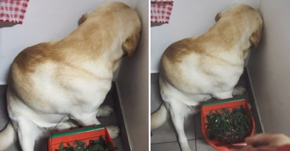 Perrito se niega a darle la cara a mamá después de lo que reprendiera por una travesura