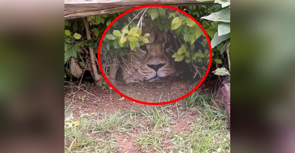 «Temible» león escondido entre los arbustos crea caos en el barrio hasta que deciden acercarse