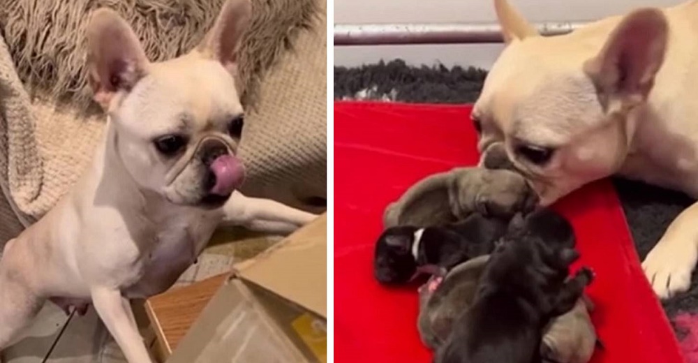 Perrita adopta una camada de cachorritos después de perder a sus bebés