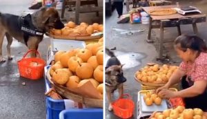 Perrito va a comprar manzanas para su familia y se da cuenta que quieren estafarlo