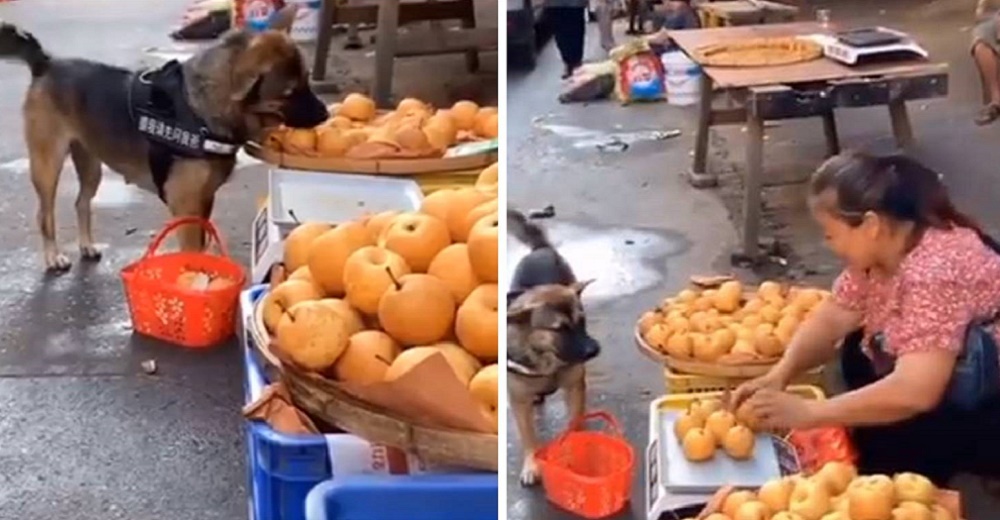 Perrito va a comprar manzanas para su familia y se da cuenta que quieren estafarlo