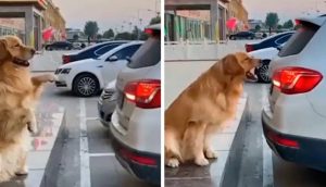 Graban a un perrito guiando a los conductores a estacionarse perfecto
