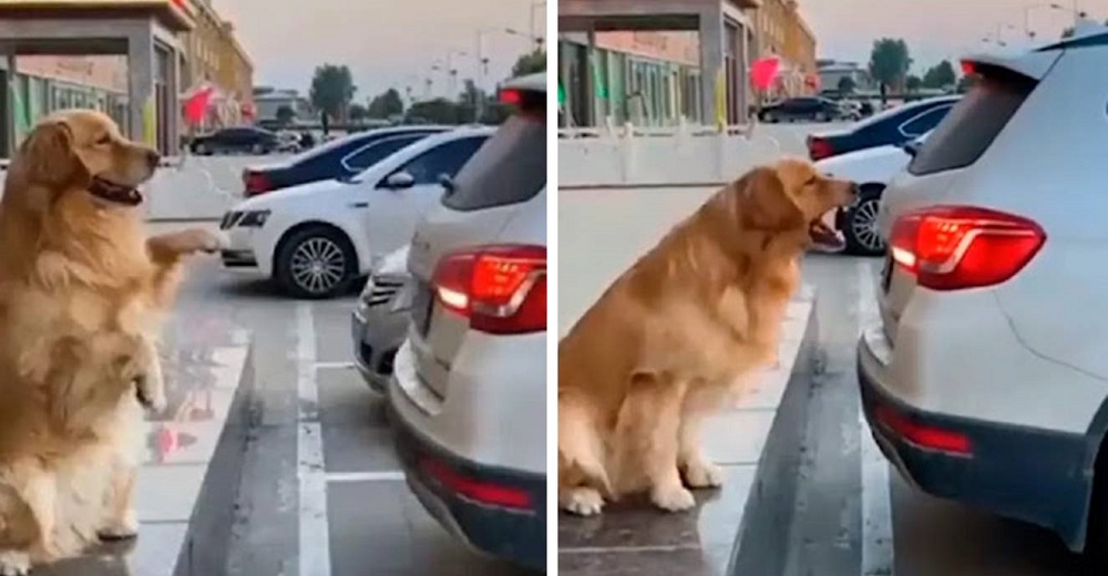 Graban a un perrito guiando a los conductores a estacionarse perfecto