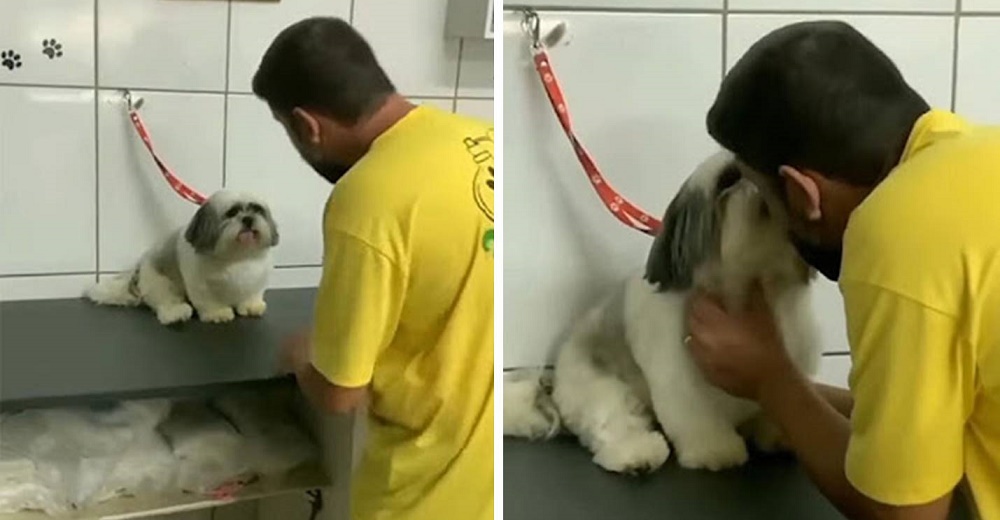 Perrito mimado se enoja si no es atendido por su peluquero favorito