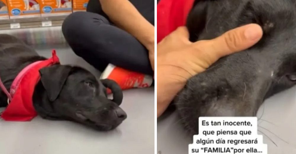 La perrita que lloraba de tristeza tras ser dejada al pie de un árbol, consigue un nuevo hogar