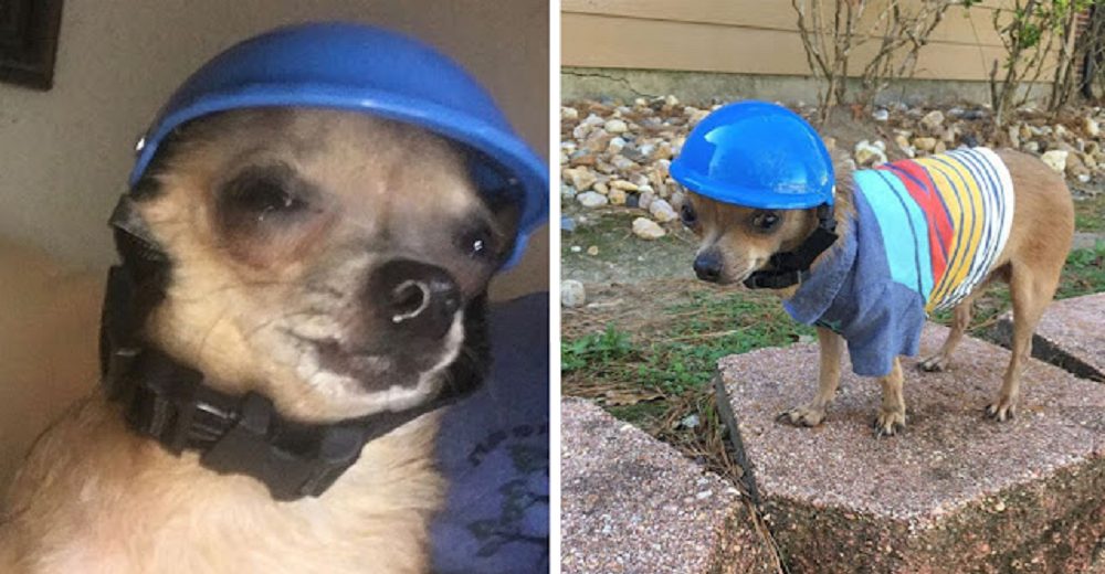 Chihuahua debe usar un casco diminuto para proteger su cabecita, la mollera nunca se le cerró