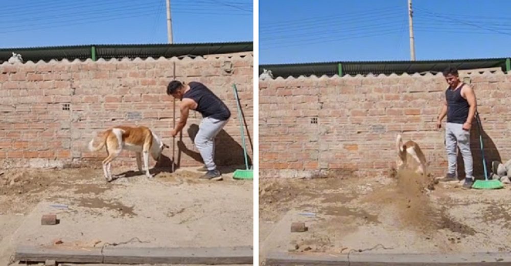 Perrito «excavadora» ve a su dueño luchando por abrir un hoyo en la tierra y decide ayudarlo