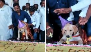 Lo señalan por festejar el cumpleaños de su perrito con un pastel de 100 kg y 4,000 invitados
