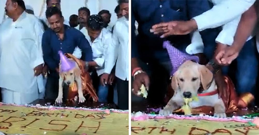 Lo señalan por festejar el cumpleaños de su perrito con un pastel de 100 kg y 4,000 invitados