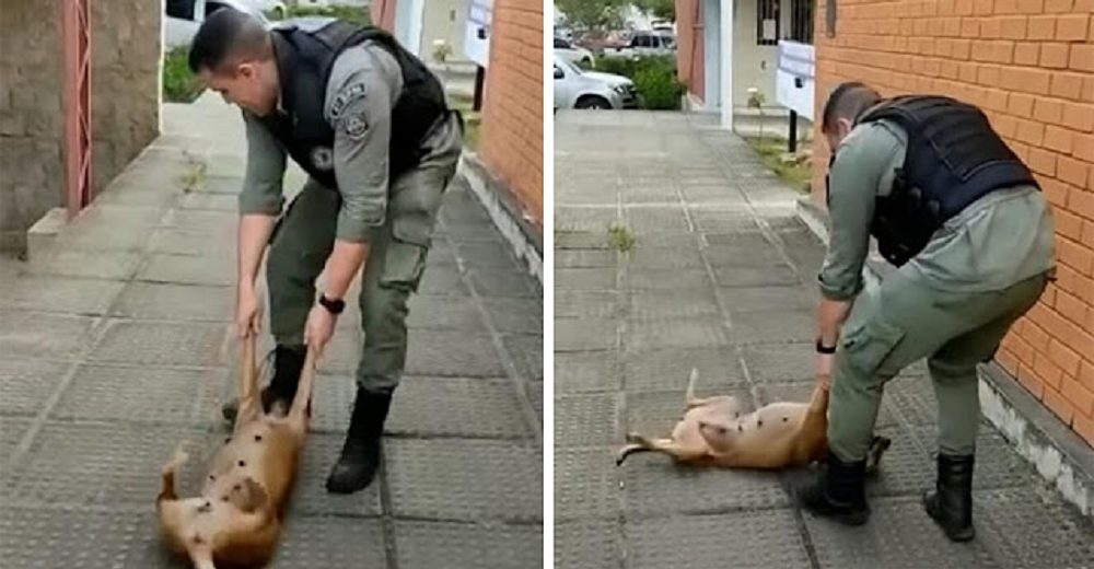La historia detrás del vídeo viral de la perrita y un policía que juega a tirarle de las patitas