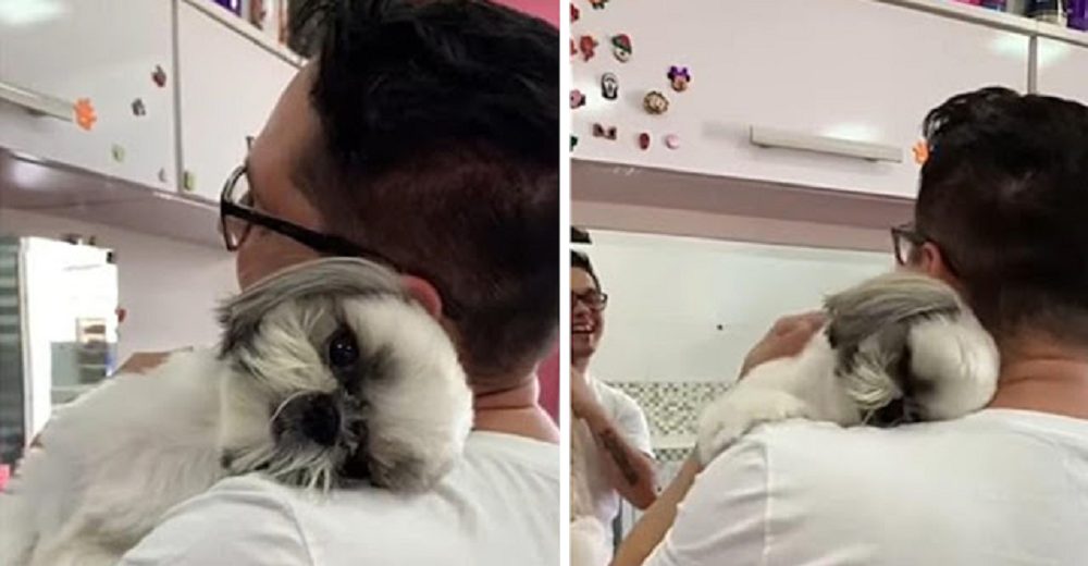 Dulce perrito no puede dejar de devolverle los abrazos a su amado peluquero