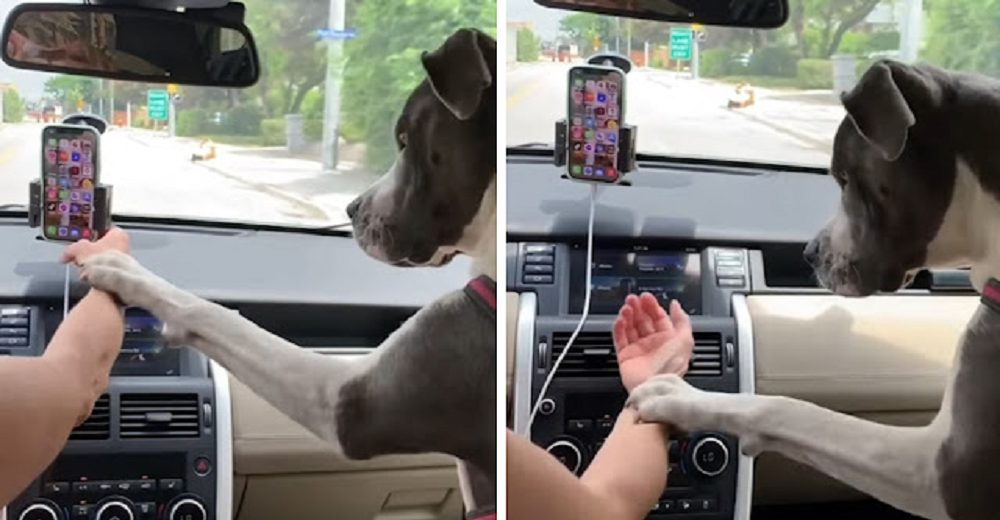 Perrito se enoja cada vez que su dueña intenta usar el teléfono mientras conduce