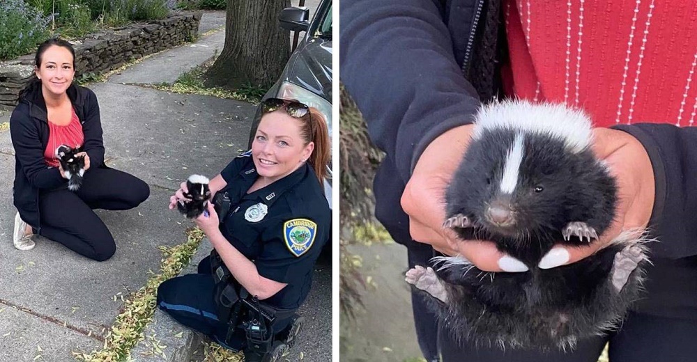 Policías rescatan dos zorrillos bebés y hacen de todo para regresarlos con sus hermanitos