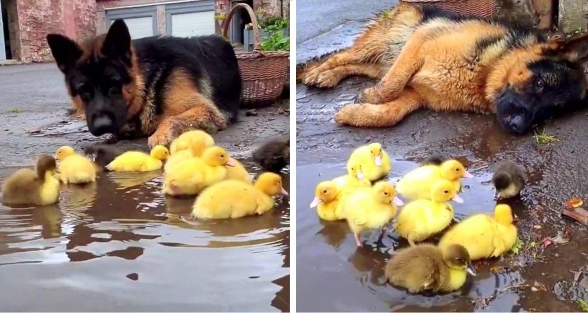 Perrito simplemente no se cansa de los nuevos patitos, los cuida como un ángel