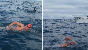 Diez amables delfines se unen para proteger a un nadador del tiburón que lo acecha