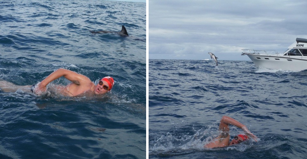 Diez amables delfines se unen para proteger a un nadador del tiburón que lo acecha