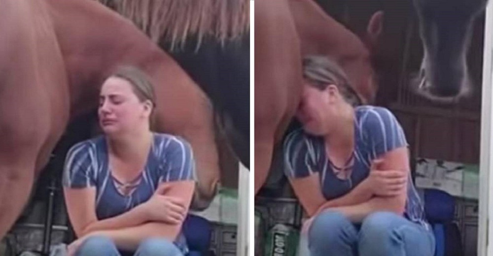 La reacción de un caballo al ver que su cuidadora tiene el corazón roto, emociona a las redes