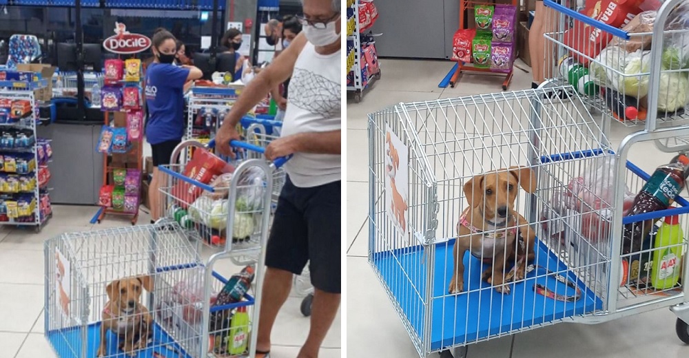 Señalan al supermercado que tiene carritos para que los perritos no se despeguen de sus dueños