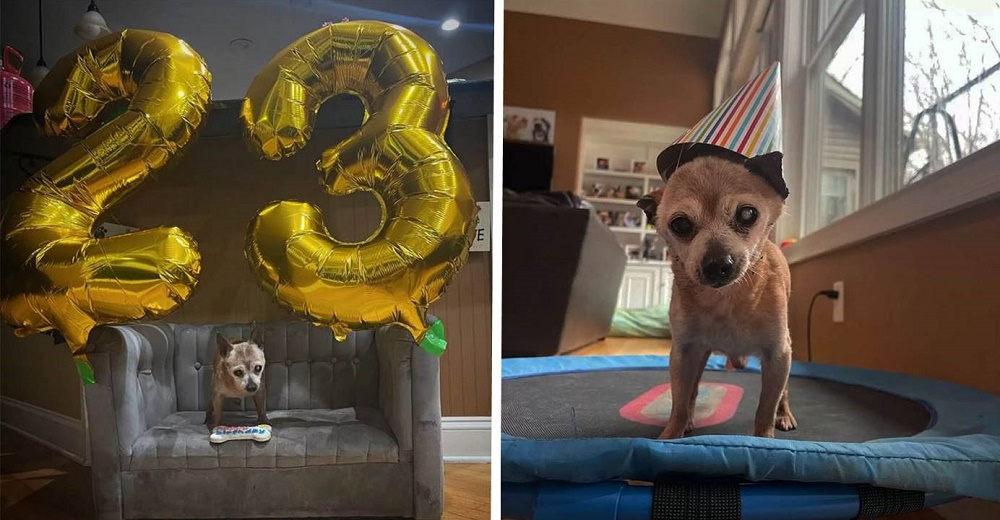 Es un chihuahua, el más viejo del refugio y no puede creer que se acordaron de su cumpleaños 23